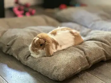 Lop-eared rabbit (brown and white) curled on a cushion, Long Beach dog walker