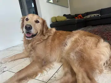 Golden retriever lying on a tile floor, tongue out, Long Beach dog walker