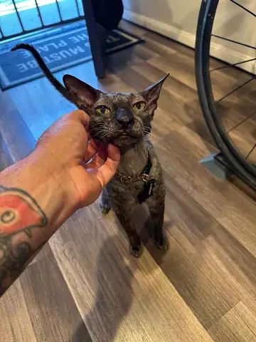 Gray Sphynx-type cat held by a tattooed arm, Long Beach dog walker