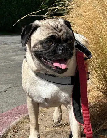 Pug with tongue out in a red harness on a sidewalk, Long Beach dog walker